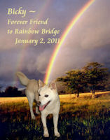 bickyrainbowbridge122222.jpg